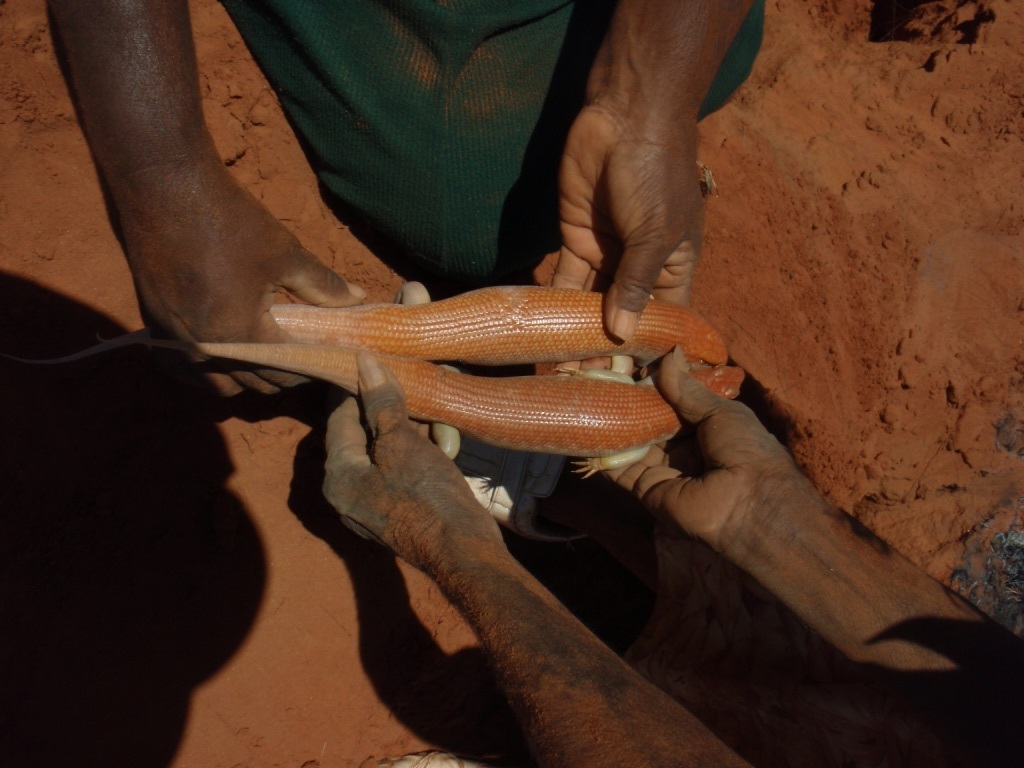 is a lizard that is highly significant to Martu people of the Western Desert